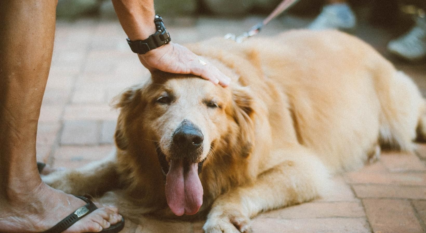 The Falls at Copper Lake is a pet-friendly community! a dog lying on the ground